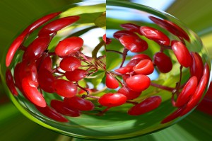 cherries-70810_1280