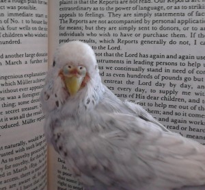 Sheldon the Budgie