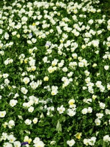 pansies